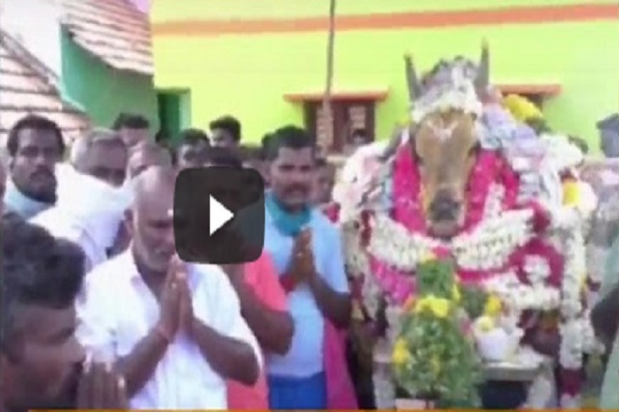 লকডাউন ভেঙে গরুর শেষকৃত্যে মানুষের ঢল