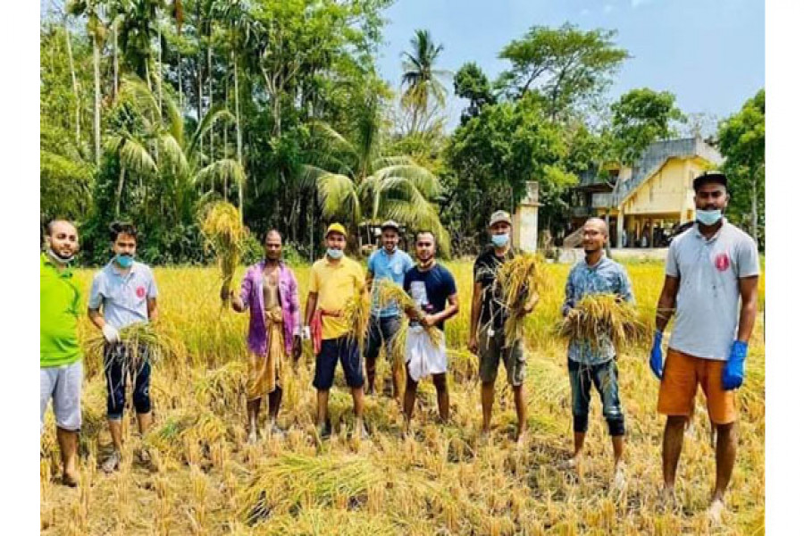 কৃষকের ধান কেটে দিল ছাত্রলীগ