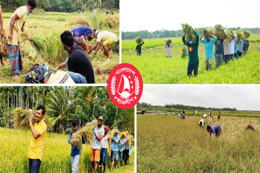 ফসলের মাঠে ছাত্রলীগ, কৃষকের মুখে হাসি