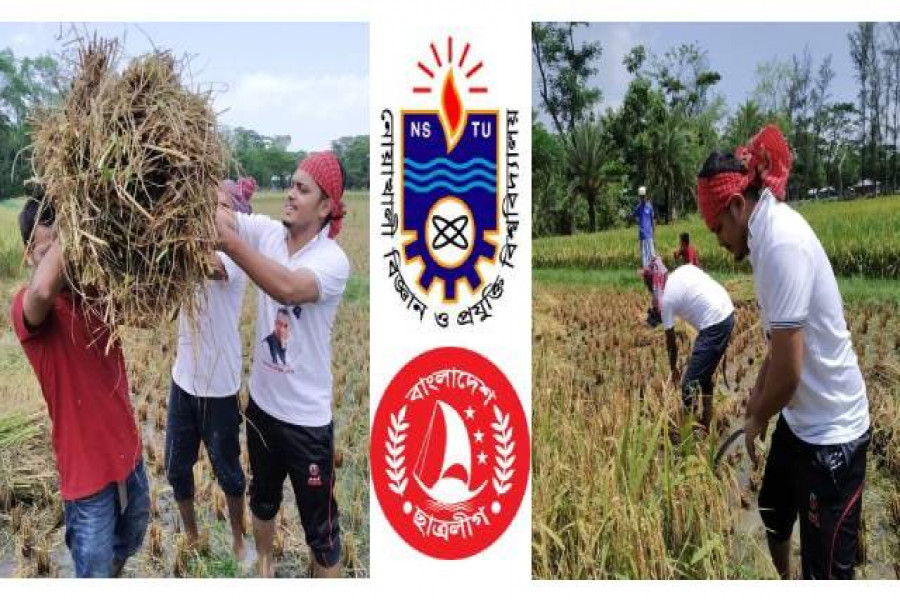 কৃষকের ধান কেটে বাড়ি পৌঁছে দিচ্ছেন বিশ্ববিদ্যালয় শাখা ছাত্রলীগের নেতাকর্মীরা