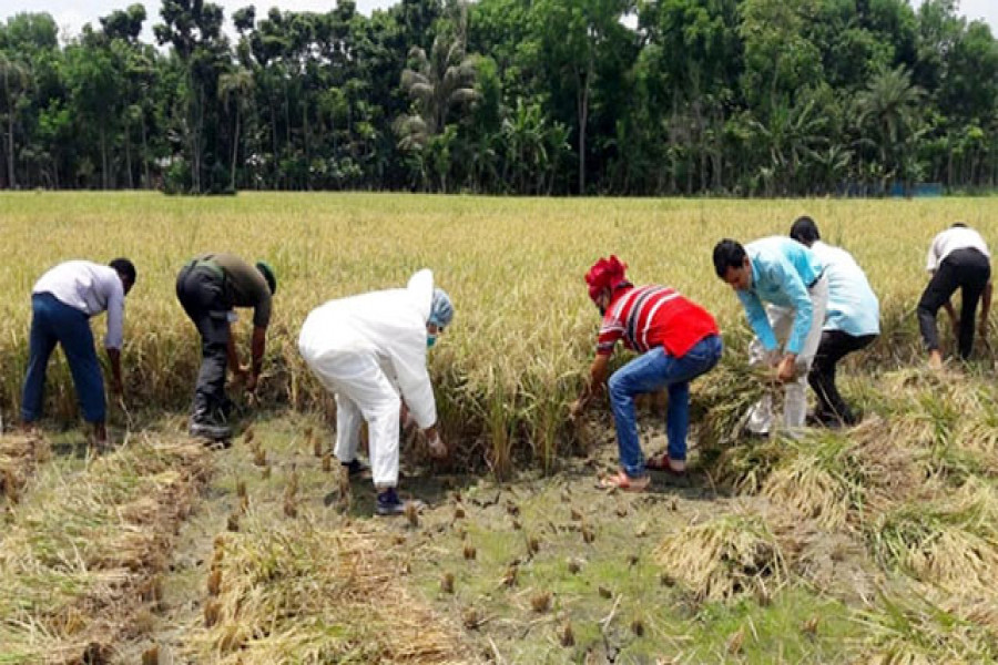 শিক্ষক-শিক্ষার্থীদের নিয়ে ধান কাটলেন শিক্ষা বোর্ড চেয়ারম্যান