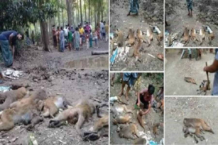 শত বছরের আবাসে বিষ প্রয়োগে হত্যা ১১ বানর