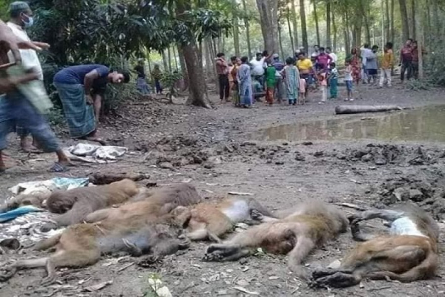 বিষ খাইয়ে বানর হত্যার ঘটনায় তদন্ত কমিটি