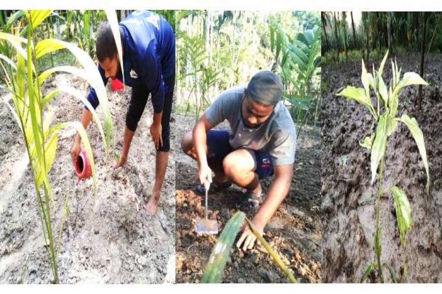 মোস্তাকিমের চাষাবাদ