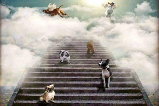 কুকুরের সত্য গল্প