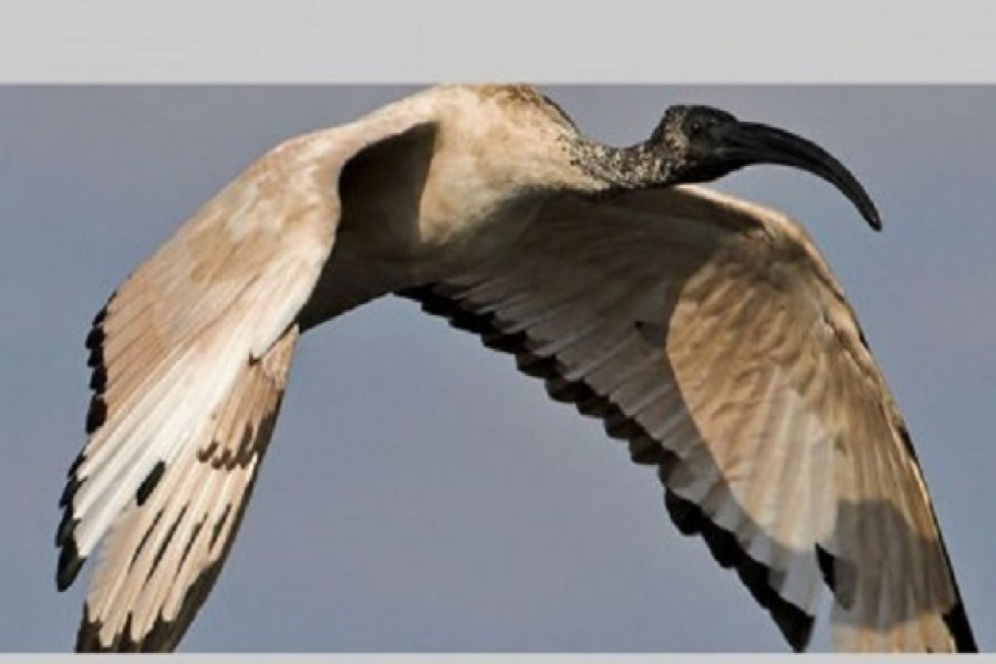 প্রথমবার ভারতের আকাশে দেখা মিলল আফ্রিকান পবিত্র ‘আইবিস’ 