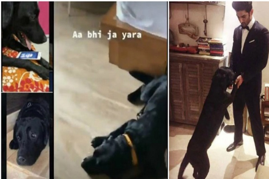 সুশান্তকে খুঁজে বেড়াচ্ছে তাঁর প্রিয় পোষা কুকুর ‘ফাজ’