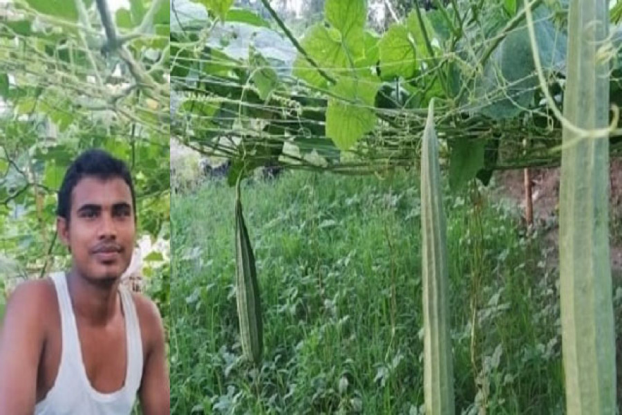 করোনায় টিউশনি বন্ধ, সবজি চাষে নিজ ও পরিবারের খরচ মিটাচ্ছেন ঢাবি ছাত্র