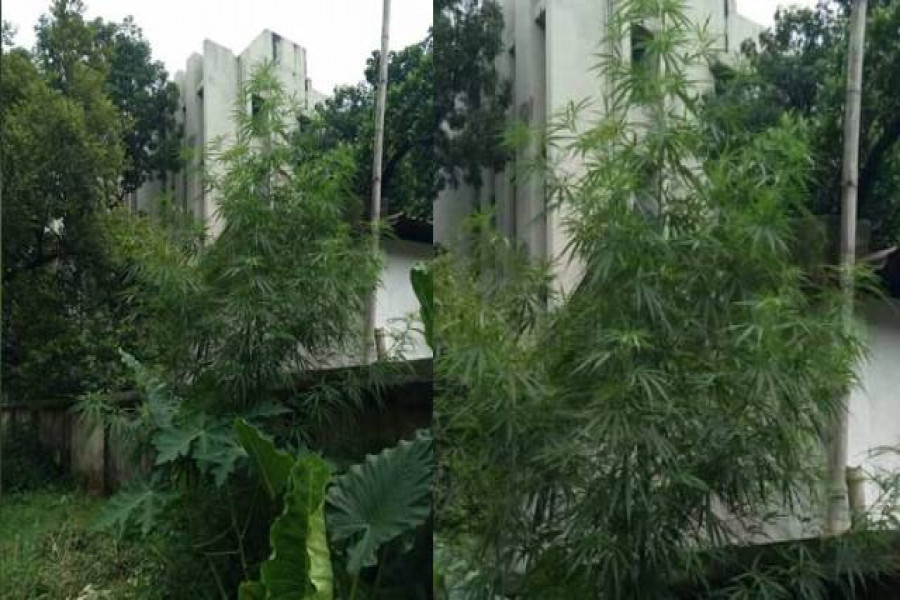 ঢাবির হলের মাঠে গাঁজা গাছ!