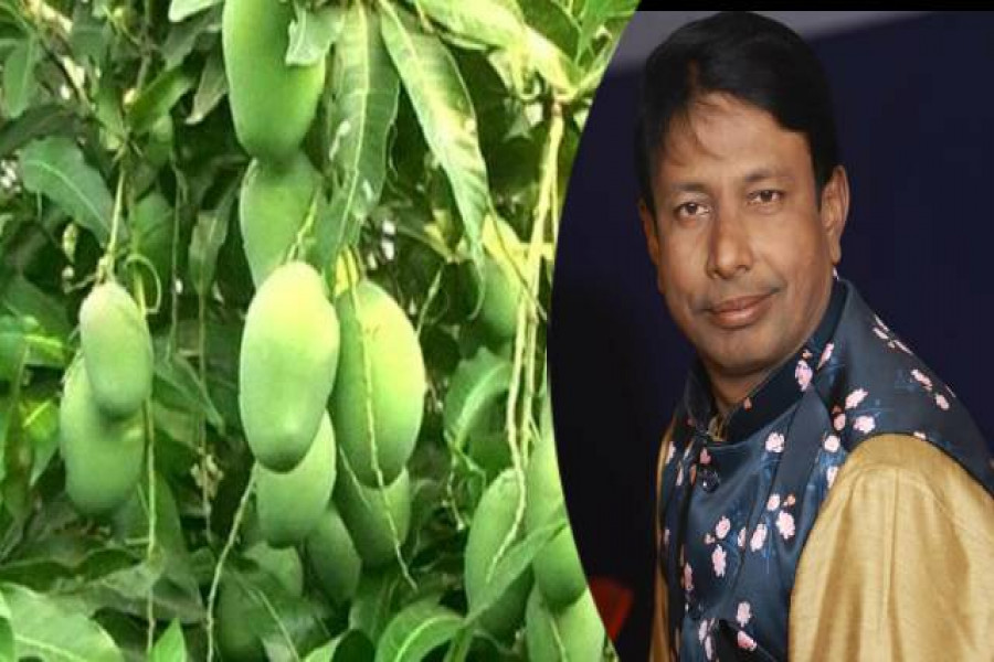 সরকারি গাছের আম পেরে নেয়ায় আওয়ামী লীগ নেতার বিরুদ্ধে মামলা