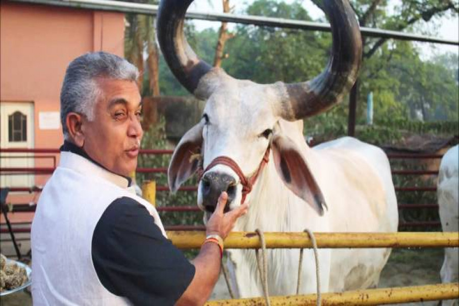 গরুর দুধ-গোমূত্র খাই তাই ভাল থাকি: ভারতের সাংসদ