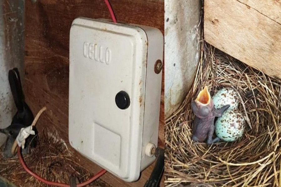 পাখির বাসা বাঁচাতে টানা ৩৫ দিন অন্ধকারে পুরো গ্রাম! 