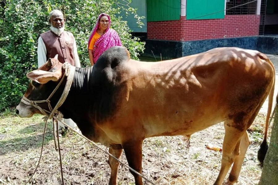 প্রধানমন্ত্রীর পক্ষে ১১ বছর ধরে কোরবানি দিচ্ছেন জাবেদ 