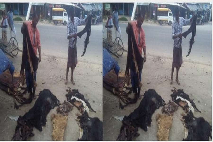 রাজশাহীতে ৫ টাকায় বিক্রি হচ্ছে ছাগলের চামড়া
