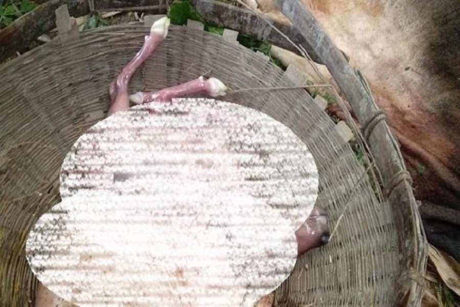 কোরবানির ‘ষাঁড়ের পেটে’ বাছুর!