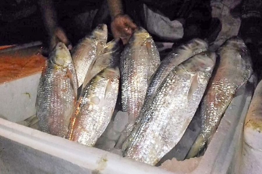 আজ থেকে ভারতের বাজারে মিলবে ইলিশ, উৎফুল্ল মানুষ