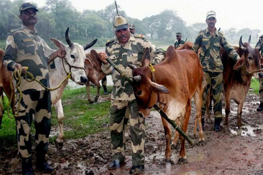 বিএসএফের হাতে গরু