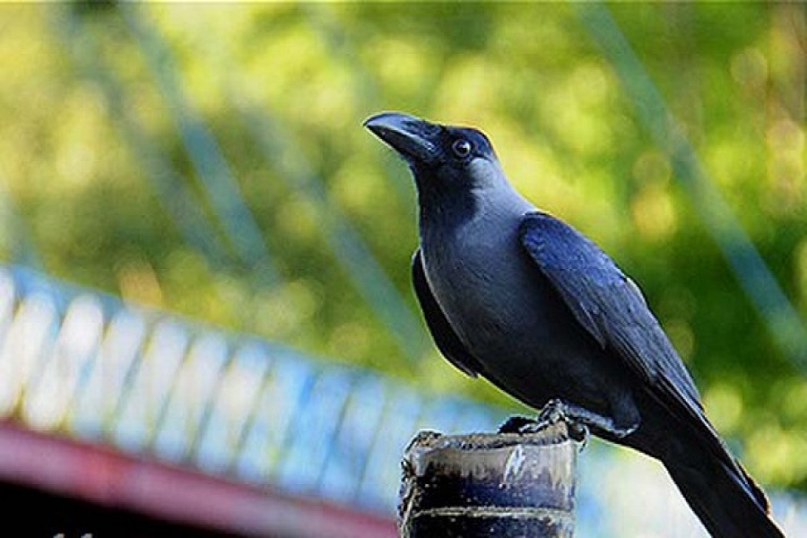 কাকের রয়েছে বিশ্লেষণধর্মী ক্ষমতা: গবেষণা 