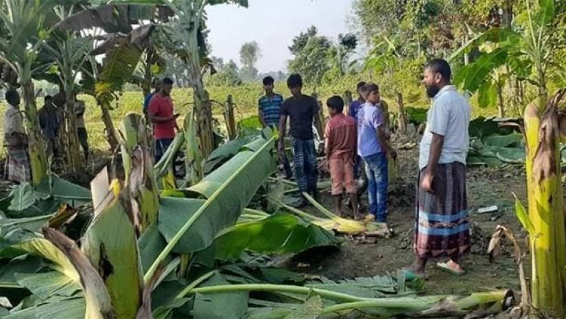 পূর্ব-শত্রুতার বলি কৃষকের ৩০০ কলাগাছ