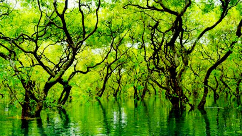 রাতারগুল সোয়াম ফরেস্ট