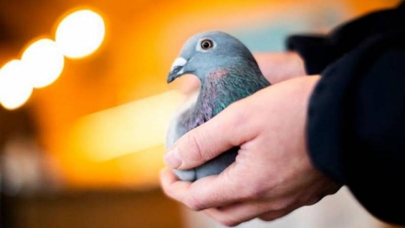 একটি কবুতরের দাম ১৬ কোটি টাকা