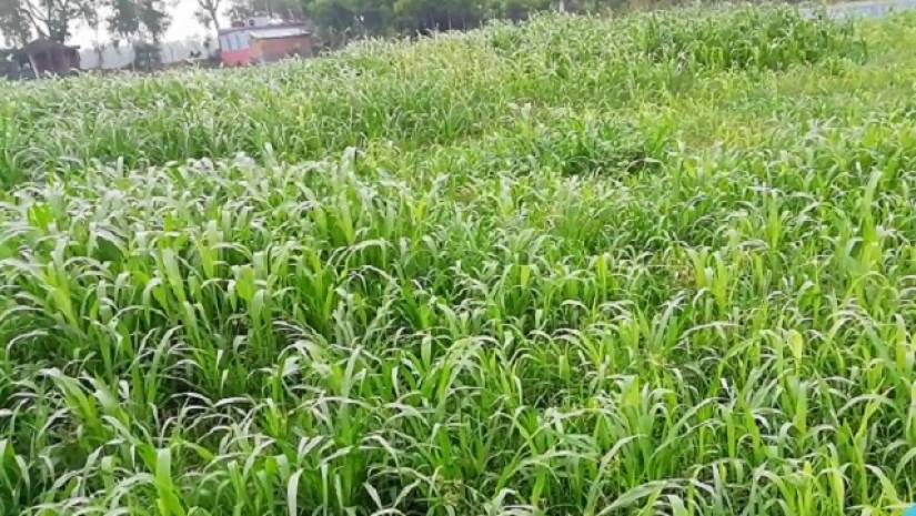 উন্নত জাতের ঘাস চাষ