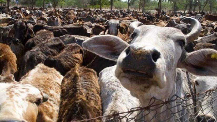 গরুর জন্য আলাদা মন্ত্রীসভা গঠন মধ্যপ্রদেশে