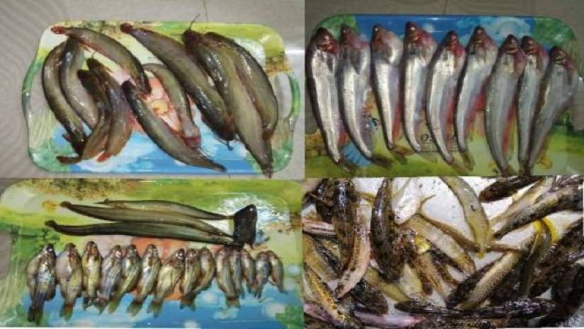 বাওড়ে ফিরছে ৮ প্রজাতির বিলুপ্তপ্রায় দেশী মাছ