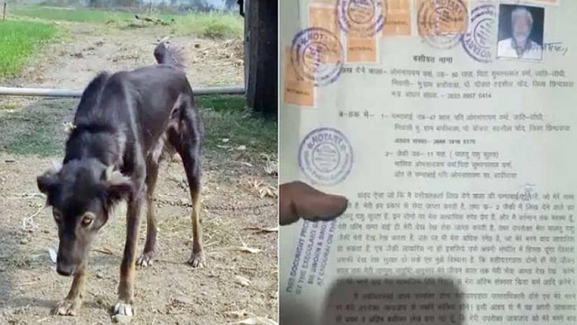 সন্তানেরা খোঁজ না নেয়ায় অর্ধেক সম্পত্তি লিখে দিলেন কুকুরের নামে!