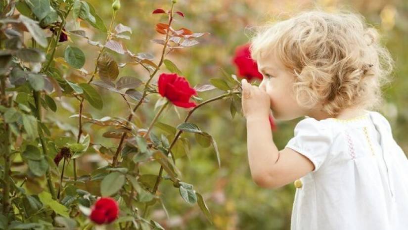 আজ রোজ ডে, প্রিয়জনকে গোলাপ উপহার দিন