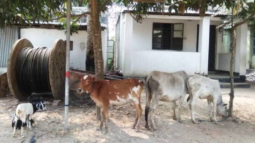 ক্যাম্পাসে গরু-ছাগলের প্রবেশ ঠেকাতে কঠোর অবস্থানে প্রশাসন