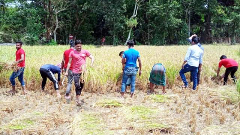 কৃষকের ধান কেটে দিচ্ছেন ছাত্রলীগের নেতাকর্মীরা