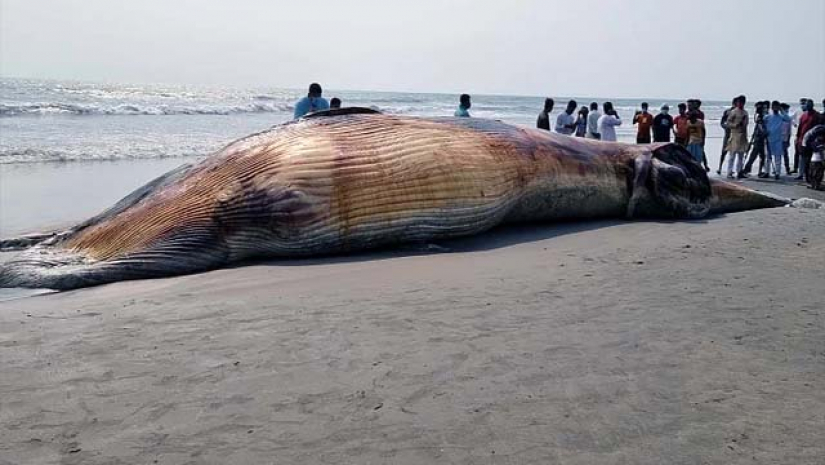 সৈকতে তিমির মৃতদেহ