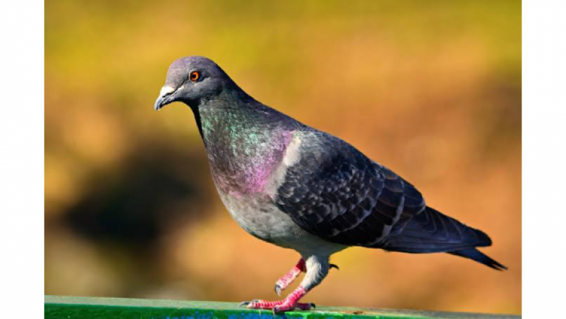 ভারতে প্রবেশ করায় পাকিস্তানি কবুতরের বিরুদ্ধে এফআইআর