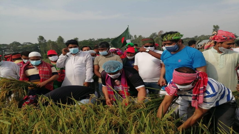 আওয়ামী স্বেচ্ছাসেবক লীগের কেন্দ্রীয় নেতাদের ধান কাটার দৃশ্য