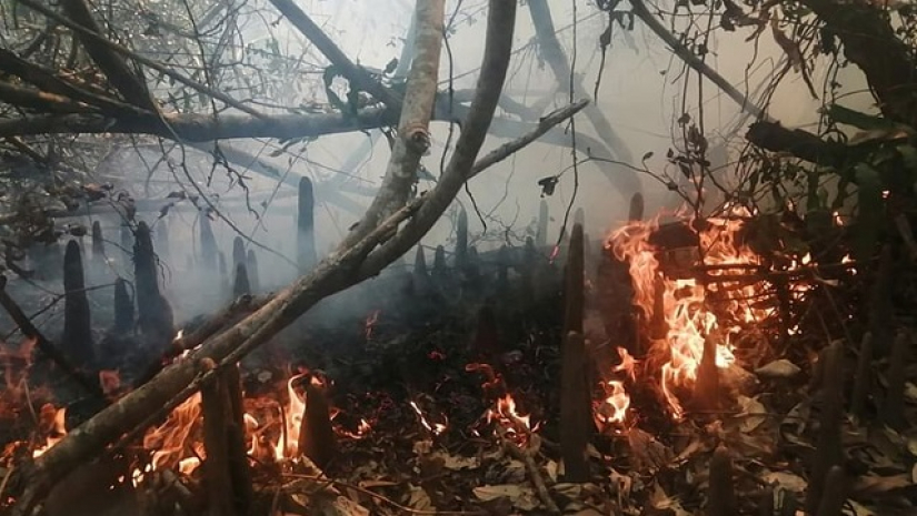 সুন্দরবনে আগুন