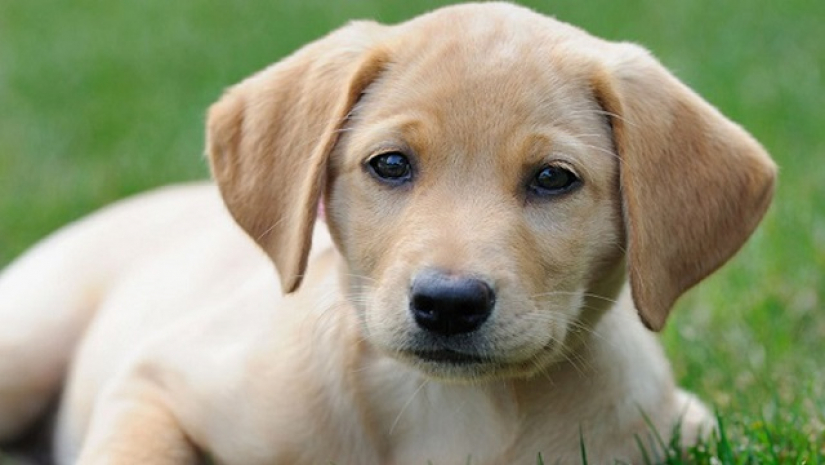 করোনা বিধিনিষেধ অমান্য করায় গ্রেপ্তার কুকুর!