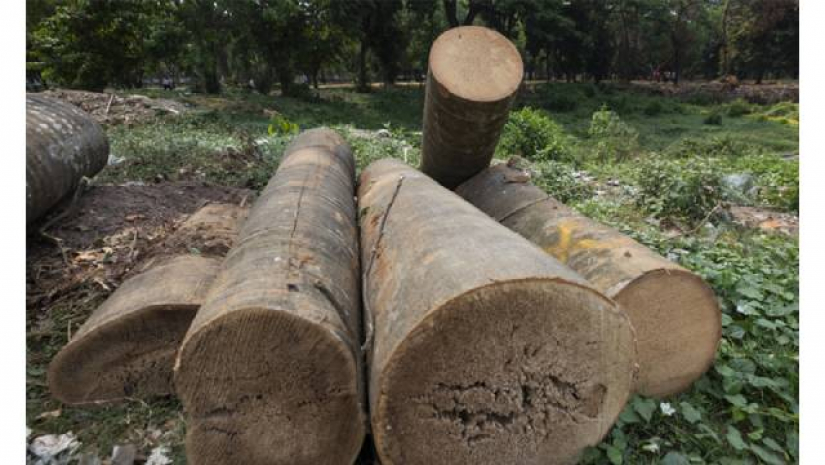 গাছ কেটে কফিশপও যুক্তিযুক্ত নয়: সাবেক ছাত্রনেতাদের বিবৃতি