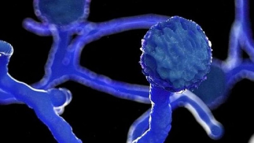 ব্ল্যাক ফাঙ্গাসকে মহামারি ঘোষণা করল দিল্লি