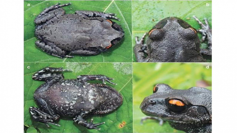 নতুন প্রজাতির ব্যাঙ (Leptobrachium sylheticum)