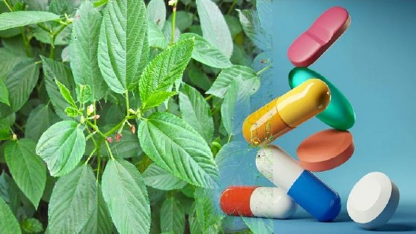 পাট ও এন্টিবায়োটিক