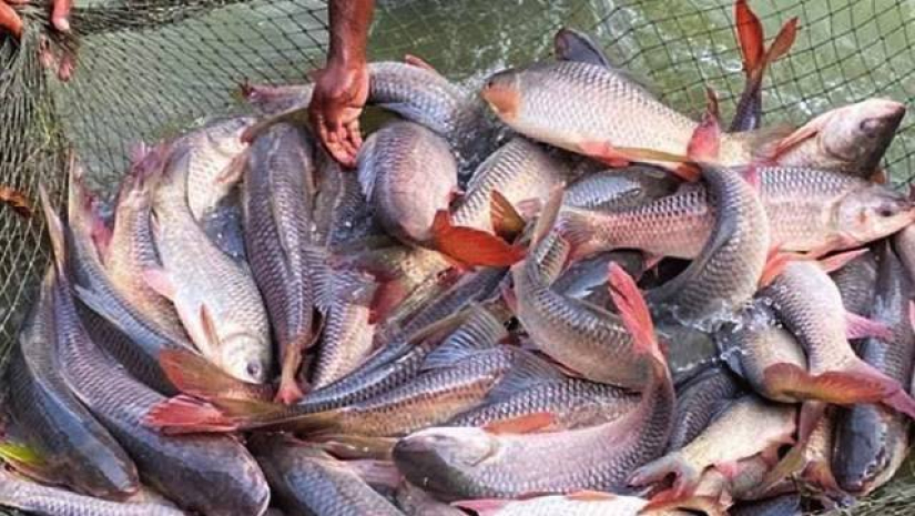 এক যুগের প্রচেষ্টা, ‘সুবর্ণ রুই’ অবমুক্ত করল বিএফআরআই