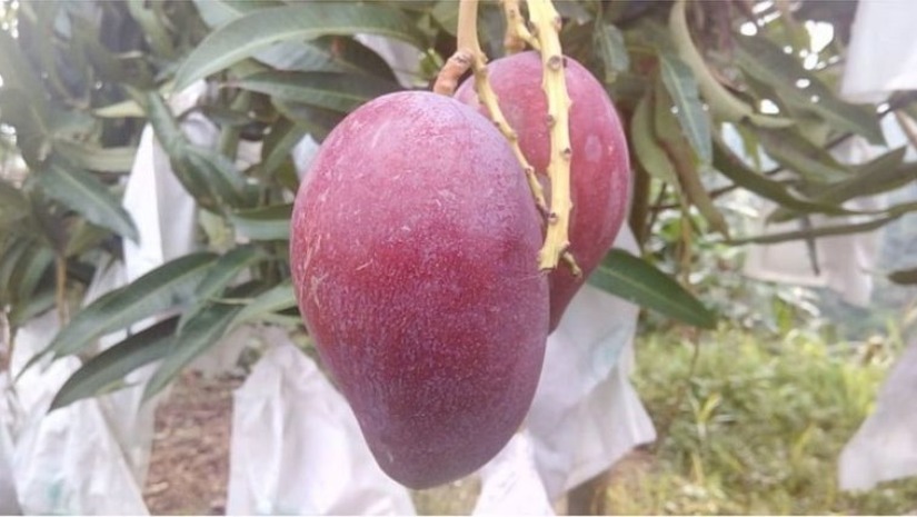 চবির সাবেক শিক্ষার্থীর বাগানে বিশ্বের সবচেয়ে দামি আমের চাষ