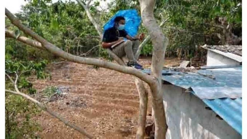 গাছে চড়ে ভাইভায় অংশগ্রহণ কলেজছাত্রের, উপাধ্যক্ষের স্ট্যাটাস ভাইরাল