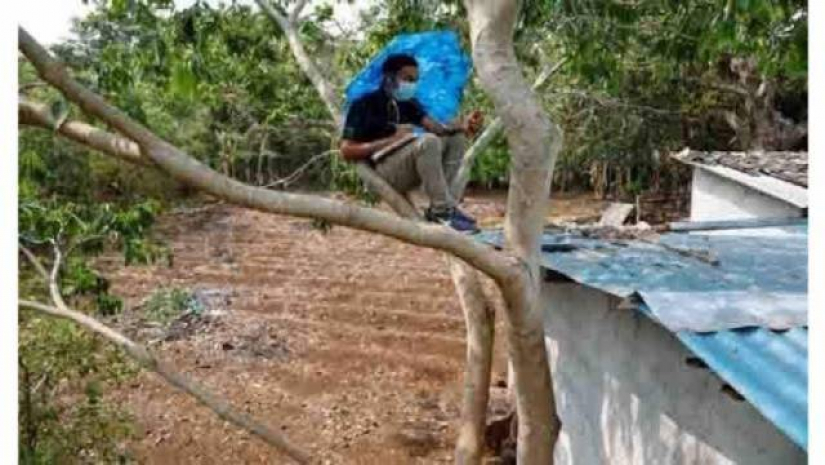 ধীরগতির ইন্টারনেটের কারণে গাছে চড়েও অনলাই পরীক্ষায় অংশগ্রহণ করেন অনেক শিক্ষার্থী