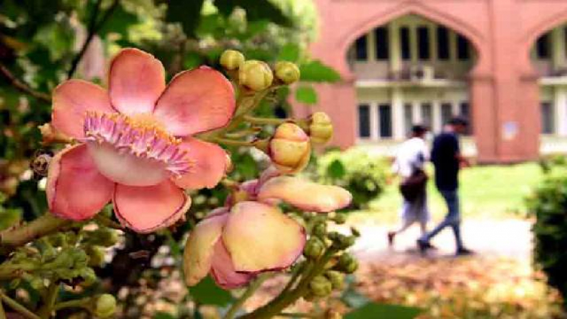 ঢাকা বিশ্ববিদ্যালয়ের কার্জন হলে নাগলিঙ্গম ফুল গাছ