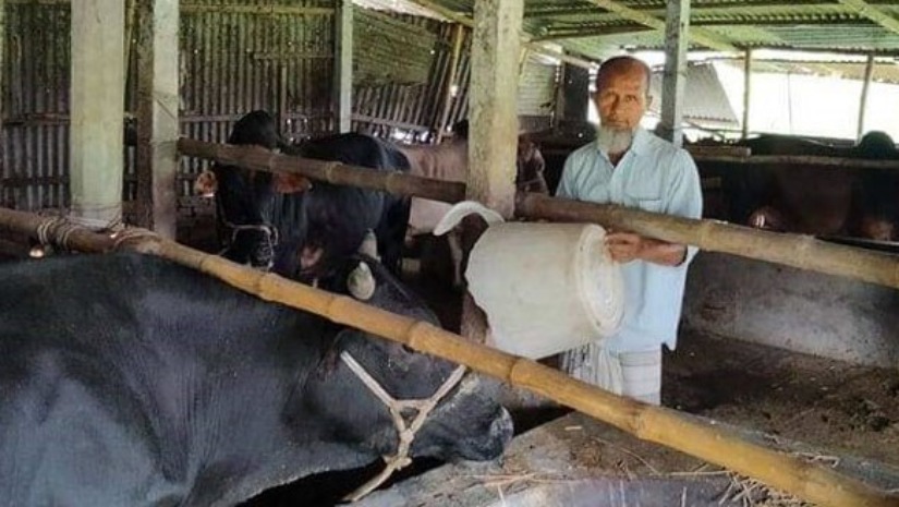 গরুর খামারে কর্মরত ত্রিশালের আল-হেরা একাডেমির প্রতিষ্ঠাতা ও প্রধান শিক্ষক আজিজুল হক
