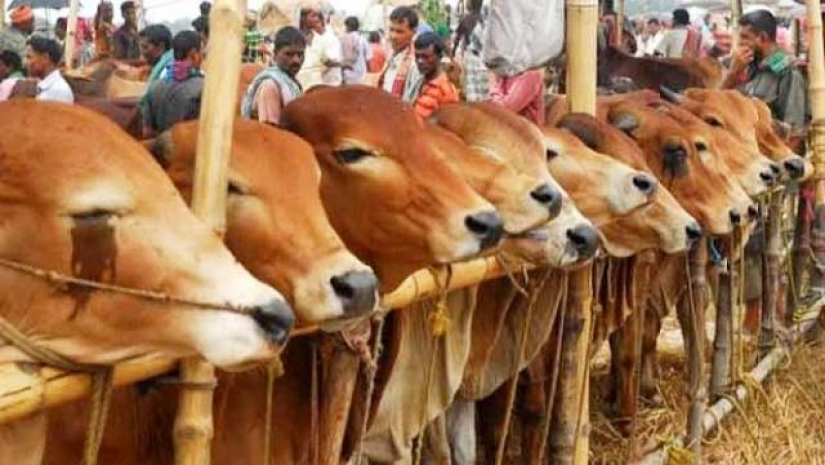 টিকা না নিলে পশুর হাটে যাবেন না: স্বাস্থ্য অধিদপ্তর