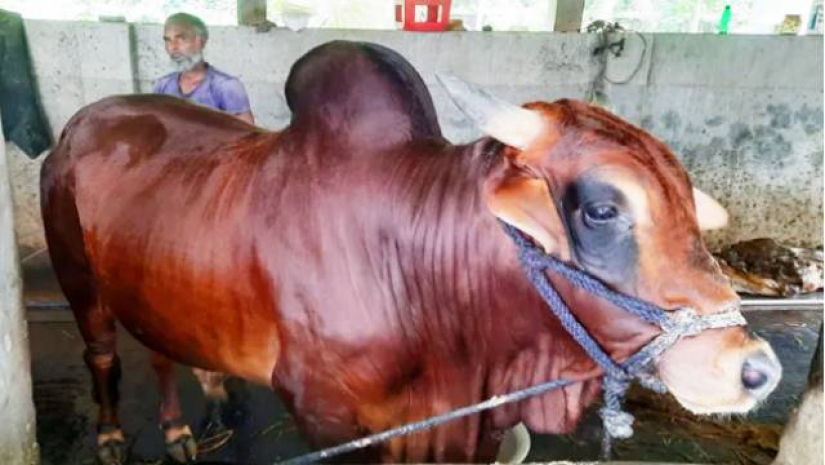 ৪৫ বছর ধরে বঙ্গবন্ধুর নামে পশু কোরবানি করছেন লতিফ