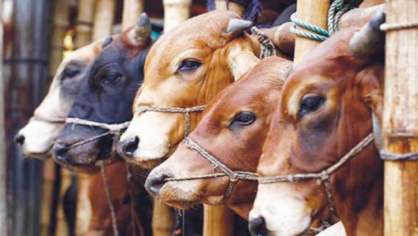 চার ধরনের পশু দ্বারা কোরবানি করা যায় না